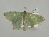 ( - BC ZSM Lep 93351)  @13 [ ] CreativeCommons - Attribution Non-Commercial Share-Alike (2016) SNSB, Staatliche Naturwissenschaftliche Sammlungen Bayerns ZSM (SNSB, Zoologische Staatssammlung Muenchen)
