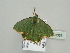  ( - BC ZSM Lep 93353)  @13 [ ] CreativeCommons - Attribution Non-Commercial Share-Alike (2016) SNSB, Staatliche Naturwissenschaftliche Sammlungen Bayerns ZSM (SNSB, Zoologische Staatssammlung Muenchen)