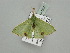  ( - BC ZSM Lep 93357)  @12 [ ] CreativeCommons - Attribution Non-Commercial Share-Alike (2016) SNSB, Staatliche Naturwissenschaftliche Sammlungen Bayerns ZSM (SNSB, Zoologische Staatssammlung Muenchen)