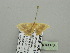  (Ctenoberta dubia - BC ZSM Lep 93370)  @13 [ ] CreativeCommons - Attribution Non-Commercial Share-Alike (2016) SNSB, Staatliche Naturwissenschaftliche Sammlungen Bayerns ZSM (SNSB, Zoologische Staatssammlung Muenchen)
