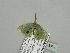  ( - BC ZSM Lep 93372)  @13 [ ] CreativeCommons - Attribution Non-Commercial Share-Alike (2016) SNSB, Staatliche Naturwissenschaftliche Sammlungen Bayerns ZSM (SNSB, Zoologische Staatssammlung Muenchen)