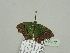  ( - BC ZSM Lep 93377)  @12 [ ] CreativeCommons - Attribution Non-Commercial Share-Alike (2016) SNSB, Staatliche Naturwissenschaftliche Sammlungen Bayerns ZSM (SNSB, Zoologische Staatssammlung Muenchen)