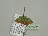  ( - BC ZSM Lep 93378)  @13 [ ] CreativeCommons - Attribution Non-Commercial Share-Alike (2016) SNSB, Staatliche Naturwissenschaftliche Sammlungen Bayerns ZSM (SNSB, Zoologische Staatssammlung Muenchen)