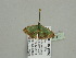  ( - BC ZSM Lep 93379)  @12 [ ] CreativeCommons - Attribution Non-Commercial Share-Alike (2016) SNSB, Staatliche Naturwissenschaftliche Sammlungen Bayerns ZSM (SNSB, Zoologische Staatssammlung Muenchen)