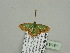  ( - BC ZSM Lep 93380)  @12 [ ] CreativeCommons - Attribution Non-Commercial Share-Alike (2016) SNSB, Staatliche Naturwissenschaftliche Sammlungen Bayerns ZSM (SNSB, Zoologische Staatssammlung Muenchen)