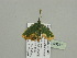  ( - BC ZSM Lep 93381)  @13 [ ] CreativeCommons - Attribution Non-Commercial Share-Alike (2016) SNSB, Staatliche Naturwissenschaftliche Sammlungen Bayerns ZSM (SNSB, Zoologische Staatssammlung Muenchen)