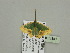  ( - BC ZSM Lep 93383)  @12 [ ] CreativeCommons - Attribution Non-Commercial Share-Alike (2016) SNSB, Staatliche Naturwissenschaftliche Sammlungen Bayerns ZSM (SNSB, Zoologische Staatssammlung Muenchen)