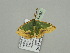  ( - BC ZSM Lep 93384)  @12 [ ] CreativeCommons - Attribution Non-Commercial Share-Alike (2016) SNSB, Staatliche Naturwissenschaftliche Sammlungen Bayerns ZSM (SNSB, Zoologische Staatssammlung Muenchen)