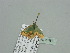  ( - BC ZSM Lep 93387)  @12 [ ] CreativeCommons - Attribution Non-Commercial Share-Alike (2016) SNSB, Staatliche Naturwissenschaftliche Sammlungen Bayerns ZSM (SNSB, Zoologische Staatssammlung Muenchen)