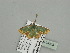  ( - BC ZSM Lep 93388)  @12 [ ] CreativeCommons - Attribution Non-Commercial Share-Alike (2016) SNSB, Staatliche Naturwissenschaftliche Sammlungen Bayerns ZSM (SNSB, Zoologische Staatssammlung Muenchen)