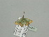  ( - BC ZSM Lep 93389)  @12 [ ] CreativeCommons - Attribution Non-Commercial Share-Alike (2016) SNSB, Staatliche Naturwissenschaftliche Sammlungen Bayerns ZSM (SNSB, Zoologische Staatssammlung Muenchen)