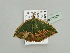  (Chlorodrepana rothiAH01GhCa - BC ZSM Lep 93393)  @13 [ ] CreativeCommons - Attribution Non-Commercial Share-Alike (2016) SNSB, Staatliche Naturwissenschaftliche Sammlungen Bayerns ZSM (SNSB, Zoologische Staatssammlung Muenchen)