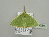  ( - BC ZSM Lep 93394)  @12 [ ] CreativeCommons - Attribution Non-Commercial Share-Alike (2016) SNSB, Staatliche Naturwissenschaftliche Sammlungen Bayerns ZSM (SNSB, Zoologische Staatssammlung Muenchen)