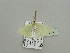  ( - BC ZSM Lep 93397)  @13 [ ] CreativeCommons - Attribution Non-Commercial Share-Alike (2016) SNSB, Staatliche Naturwissenschaftliche Sammlungen Bayerns ZSM (SNSB, Zoologische Staatssammlung Muenchen)