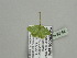  ( - BC ZSM Lep 93398)  @12 [ ] CreativeCommons - Attribution Non-Commercial Share-Alike (2016) SNSB, Staatliche Naturwissenschaftliche Sammlungen Bayerns ZSM (SNSB, Zoologische Staatssammlung Muenchen)