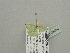  ( - BC ZSM Lep 93400)  @12 [ ] CreativeCommons - Attribution Non-Commercial Share-Alike (2016) SNSB, Staatliche Naturwissenschaftliche Sammlungen Bayerns ZSM (SNSB, Zoologische Staatssammlung Muenchen)