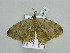 ( - BC ZSM Lep 93416)  @13 [ ] CreativeCommons - Attribution Non-Commercial Share-Alike (2016) SNSB, Staatliche Naturwissenschaftliche Sammlungen Bayerns ZSM (SNSB, Zoologische Staatssammlung Muenchen)