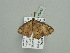  ( - BC ZSM Lep 93427)  @12 [ ] CreativeCommons - Attribution Non-Commercial Share-Alike (2016) SNSB, Staatliche Naturwissenschaftliche Sammlungen Bayerns ZSM (SNSB, Zoologische Staatssammlung Muenchen)