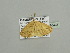  ( - BC ZSM Lep 93433)  @12 [ ] CreativeCommons - Attribution Non-Commercial Share-Alike (2016) SNSB, Staatliche Naturwissenschaftliche Sammlungen Bayerns ZSM (SNSB, Zoologische Staatssammlung Muenchen)