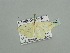  ( - BC ZSM Lep 93442)  @13 [ ] CreativeCommons - Attribution Non-Commercial Share-Alike (2016) SNSB, Staatliche Naturwissenschaftliche Sammlungen Bayerns ZSM (SNSB, Zoologische Staatssammlung Muenchen)