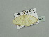  ( - BC ZSM Lep 93446)  @13 [ ] CreativeCommons - Attribution Non-Commercial Share-Alike (2016) SNSB, Staatliche Naturwissenschaftliche Sammlungen Bayerns ZSM (SNSB, Zoologische Staatssammlung Muenchen)