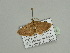  ( - BC ZSM Lep 93476)  @13 [ ] CreativeCommons - Attribution Non-Commercial Share-Alike (2016) SNSB, Staatliche Naturwissenschaftliche Sammlungen Bayerns ZSM (SNSB, Zoologische Staatssammlung Muenchen)