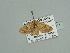 ( - BC ZSM Lep 93478)  @13 [ ] CreativeCommons - Attribution Non-Commercial Share-Alike (2016) SNSB, Staatliche Naturwissenschaftliche Sammlungen Bayerns ZSM (SNSB, Zoologische Staatssammlung Muenchen)