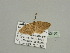  ( - BC ZSM Lep 93480)  @13 [ ] CreativeCommons - Attribution Non-Commercial Share-Alike (2016) SNSB, Staatliche Naturwissenschaftliche Sammlungen Bayerns ZSM (SNSB, Zoologische Staatssammlung Muenchen)