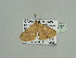  (Cyclophora diplosticta - BC ZSM Lep 93482)  @13 [ ] CreativeCommons - Attribution Non-Commercial Share-Alike (2016) SNSB, Staatliche Naturwissenschaftliche Sammlungen Bayerns ZSM (SNSB, Zoologische Staatssammlung Muenchen)