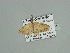  ( - BC ZSM Lep 93483)  @13 [ ] CreativeCommons - Attribution Non-Commercial Share-Alike (2016) SNSB, Staatliche Naturwissenschaftliche Sammlungen Bayerns ZSM (SNSB, Zoologische Staatssammlung Muenchen)
