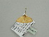  ( - BC ZSM Lep 93487)  @13 [ ] CreativeCommons - Attribution Non-Commercial Share-Alike (2016) SNSB, Staatliche Naturwissenschaftliche Sammlungen Bayerns ZSM (SNSB, Zoologische Staatssammlung Muenchen)