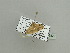  ( - BC ZSM Lep 93509)  @12 [ ] CreativeCommons - Attribution Non-Commercial Share-Alike (2016) SNSB, Staatliche Naturwissenschaftliche Sammlungen Bayerns ZSM (SNSB, Zoologische Staatssammlung Muenchen)