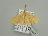  ( - BC ZSM Lep 93524)  @13 [ ] CreativeCommons - Attribution Non-Commercial Share-Alike (2016) SNSB, Staatliche Naturwissenschaftliche Sammlungen Bayerns ZSM (SNSB, Zoologische Staatssammlung Muenchen)
