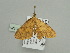  ( - BC ZSM Lep 93525)  @12 [ ] CreativeCommons - Attribution Non-Commercial Share-Alike (2016) SNSB, Staatliche Naturwissenschaftliche Sammlungen Bayerns ZSM (SNSB, Zoologische Staatssammlung Muenchen)