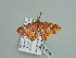 ( - BC ZSM Lep 93530)  @11 [ ] CreativeCommons - Attribution Non-Commercial Share-Alike (2016) SNSB, Staatliche Naturwissenschaftliche Sammlungen Bayerns ZSM (SNSB, Zoologische Staatssammlung Muenchen)