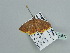  ( - BC ZSM Lep 93533)  @12 [ ] CreativeCommons - Attribution Non-Commercial Share-Alike (2016) SNSB, Staatliche Naturwissenschaftliche Sammlungen Bayerns ZSM (SNSB, Zoologische Staatssammlung Muenchen)