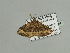  (Xanthorhoe euthytoma - BC ZSM Lep 93541)  @12 [ ] CreativeCommons - Attribution Non-Commercial Share-Alike (2016) SNSB, Staatliche Naturwissenschaftliche Sammlungen Bayerns ZSM (SNSB, Zoologische Staatssammlung Muenchen)