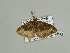  ( - BC ZSM Lep 93542)  @11 [ ] CreativeCommons - Attribution Non-Commercial Share-Alike (2016) SNSB, Staatliche Naturwissenschaftliche Sammlungen Bayerns ZSM (SNSB, Zoologische Staatssammlung Muenchen)