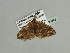  (Xanthorhoe heliophariaAH01Ca - BC ZSM Lep 93543)  @12 [ ] CreativeCommons - Attribution Non-Commercial Share-Alike (2016) SNSB, Staatliche Naturwissenschaftliche Sammlungen Bayerns ZSM (SNSB, Zoologische Staatssammlung Muenchen)