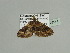  (Xanthorhoe heliophariaAH02Ca - BC ZSM Lep 93544)  @12 [ ] CreativeCommons - Attribution Non-Commercial Share-Alike (2016) SNSB, Staatliche Naturwissenschaftliche Sammlungen Bayerns ZSM (SNSB, Zoologische Staatssammlung Muenchen)