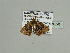  (Ecpetala camerunica - BC ZSM Lep 93546)  @13 [ ] CreativeCommons - Attribution Non-Commercial Share-Alike (2016) SNSB, Staatliche Naturwissenschaftliche Sammlungen Bayerns ZSM (SNSB, Zoologische Staatssammlung Muenchen)