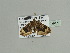  (Xanthorhoe trientataAH01Ca - BC ZSM Lep 93547)  @13 [ ] CreativeCommons - Attribution Non-Commercial Share-Alike (2016) SNSB, Staatliche Naturwissenschaftliche Sammlungen Bayerns ZSM (SNSB, Zoologische Staatssammlung Muenchen)