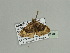  ( - BC ZSM Lep 93548)  @13 [ ] CreativeCommons - Attribution Non-Commercial Share-Alike (2016) SNSB, Staatliche Naturwissenschaftliche Sammlungen Bayerns ZSM (SNSB, Zoologische Staatssammlung Muenchen)