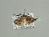  (Xanthorhoe trientataAH02Ca - BC ZSM Lep 93549)  @13 [ ] CreativeCommons - Attribution Non-Commercial Share-Alike (2016) SNSB, Staatliche Naturwissenschaftliche Sammlungen Bayerns ZSM (SNSB, Zoologische Staatssammlung Muenchen)
