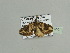  (Xanthorhoe pseudognathosAH01Ca - BC ZSM Lep 93550)  @13 [ ] CreativeCommons - Attribution Non-Commercial Share-Alike (2016) SNSB, Staatliche Naturwissenschaftliche Sammlungen Bayerns ZSM (SNSB, Zoologische Staatssammlung Muenchen)