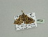  ( - BC ZSM Lep 93552)  @12 [ ] CreativeCommons - Attribution Non-Commercial Share-Alike (2016) SNSB, Staatliche Naturwissenschaftliche Sammlungen Bayerns ZSM (SNSB, Zoologische Staatssammlung Muenchen)