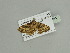 (Xanthorhoe AH02Ca - BC ZSM Lep 93553)  @12 [ ] CreativeCommons - Attribution Non-Commercial Share-Alike (2016) SNSB, Staatliche Naturwissenschaftliche Sammlungen Bayerns ZSM (SNSB, Zoologische Staatssammlung Muenchen)