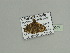  ( - BC ZSM Lep 93555)  @12 [ ] CreativeCommons - Attribution Non-Commercial Share-Alike (2016) SNSB, Staatliche Naturwissenschaftliche Sammlungen Bayerns ZSM (SNSB, Zoologische Staatssammlung Muenchen)
