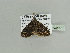  (Xanthorhoe rufivenataAH01Ca - BC ZSM Lep 93557)  @11 [ ] CreativeCommons - Attribution Non-Commercial Share-Alike (2016) SNSB, Staatliche Naturwissenschaftliche Sammlungen Bayerns ZSM (SNSB, Zoologische Staatssammlung Muenchen)