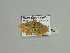  (Asthenotricha amblycoma - BC ZSM Lep 93559)  @12 [ ] CreativeCommons - Attribution Non-Commercial Share-Alike (2016) SNSB, Staatliche Naturwissenschaftliche Sammlungen Bayerns ZSM (SNSB, Zoologische Staatssammlung Muenchen)